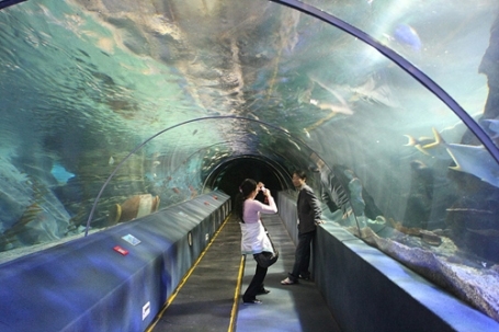Подводный мир (Underwater World Pattaya) - аквариум, представляющий собой 100-метровый тоннель
